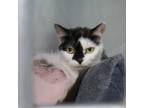 Adopt Harriot a Domestic Short Hair