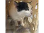 Adopt Rosebud a Domestic Short Hair