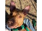 Adopt Bailie a Mixed Breed