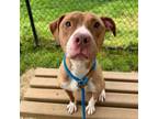 Adopt Sheeba a Pit Bull Terrier