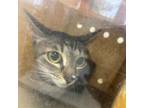 Adopt Rena a Domestic Short Hair