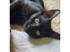 Adopt Feya a Domestic Medium Hair, Domestic Short Hair