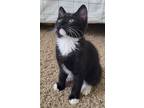 Adopt Orla a Domestic Medium Hair, Domestic Short Hair