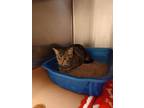 Adopt Harvey- Tag 18 a Domestic Short Hair