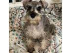 Schnauzer (Miniature) Puppy for sale in Sarasota, FL, USA