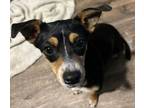 Adopt Bailee a Mixed Breed