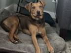 Adopt Jerilyn a Mixed Breed