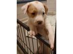 Adopt Elsa (Blessed Pups) a Mixed Breed