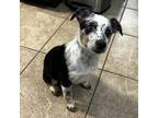 Adopt Scout a Australian Shepherd, Cattle Dog