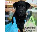 Adopt Aphrodite a Black Labrador Retriever