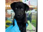 Adopt Psyche a Black Labrador Retriever