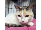 Adopt Lady Rattles a Domestic Short Hair