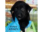 Adopt Aurora a Black Labrador Retriever