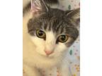 Adopt Fiona Murphy a Domestic Short Hair