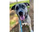 Adopt Miracle a Catahoula Leopard Dog, Husky
