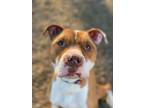 Adopt Cheese a Pit Bull Terrier, Shar-Pei