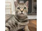 Adopt Karis a Domestic Short Hair