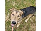 Adopt Maggie a German Shepherd Dog, Golden Retriever