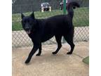 Adopt Minnie 23D-0205 a German Shepherd Dog