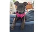 Adopt Millie pup: Chewy a Mixed Breed