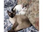 Adopt CHIFFON and TICO - Sister Pair a Siamese