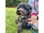 Adopt Edie a Cairn Terrier, Yorkshire Terrier