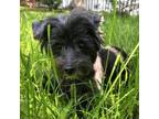 Adopt Edie a Cairn Terrier, Yorkshire Terrier