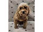 Adopt Nixie a Golden Retriever, Poodle