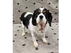 Adopt Nicole a Cavalier King Charles Spaniel