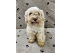 Adopt Natalie a Cavalier King Charles Spaniel, Poodle