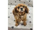 Adopt Nalani a Cavalier King Charles Spaniel