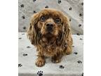 Adopt Nyla a Cavalier King Charles Spaniel