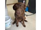 Adopt Bailey a Chocolate Labrador Retriever, Mixed Breed