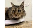 Adopt Marjorie a Domestic Long Hair