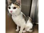 Adopt Jill a Domestic Short Hair