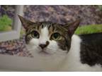 Adopt Nala a Domestic Short Hair