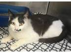 Adopt Brooke - Black & White Cat in foster care a Domestic Short Hair