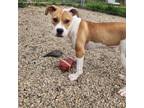 Adopt Dimple a Pit Bull Terrier