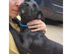 Adopt Lana Del Ray a Black Labrador Retriever