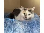 Adopt Luna a Calico