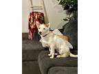 Adopt Dove a Terrier