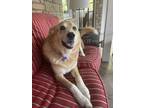 Adopt Martina a Golden Retriever, Great Pyrenees