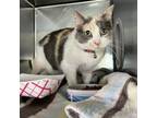 Adopt Gracie a Domestic Short Hair