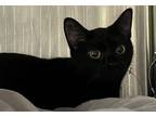 Adopt Pinky a Domestic Short Hair