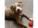 Adopt Josie a Pit Bull Terrier