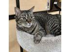 Adopt Thyme a Domestic Short Hair