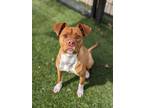 Adopt Little Debbie 286-24 a Mixed Breed