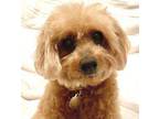 Adopt Lila #457 a Poodle