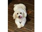 Adopt Bella #472 a Bichon Frise, Miniature Poodle