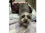 Adopt Rosie a Jack Russell Terrier, Poodle